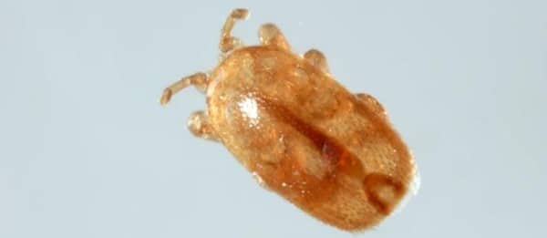 Professor Maggie Gill on Tropilelaps Mite