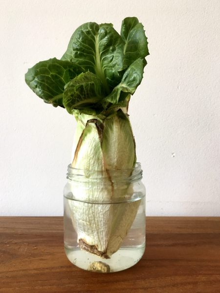Still-life with chicory