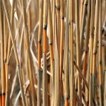 miscanthus 5121997 1280