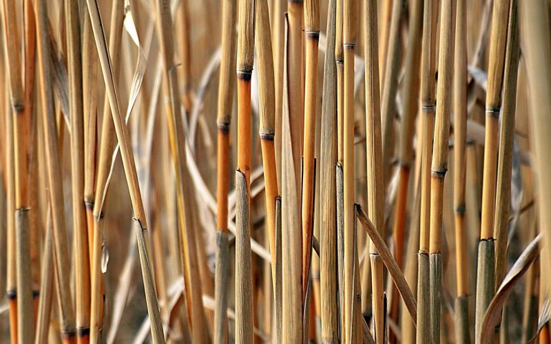 För och Nackdelar med Biobränslen – Allt du Bör Veta