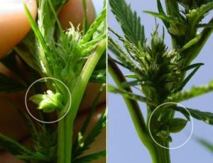 Hermaphrodite weed plant
