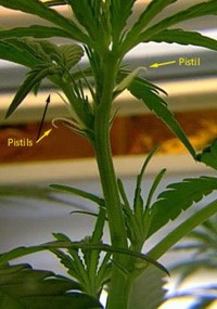 Female weed plant