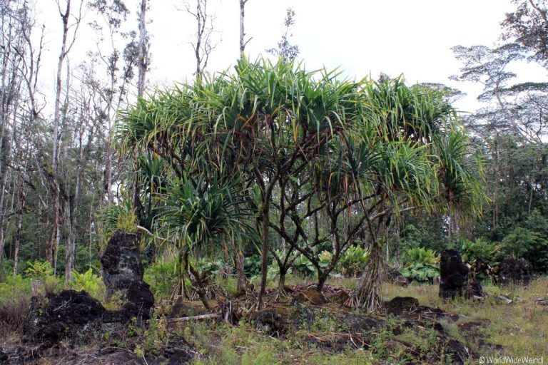 Big Island 210- Lava Tree State Park