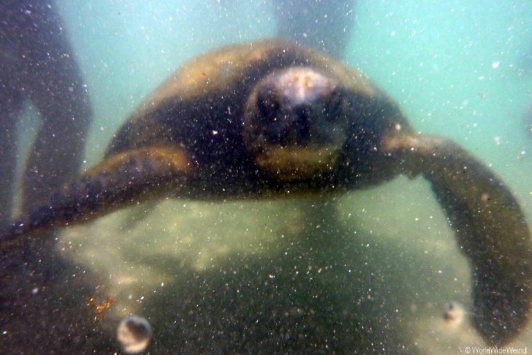 Big Island 87- Carlsmith Beach Schildkröte
