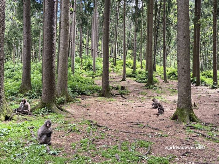 Kärnten 0111_Abenteuer Affenberg