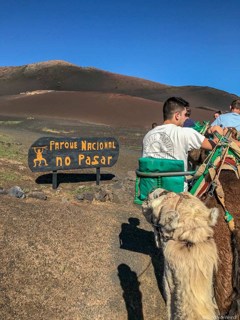 Lanzarote 413, Nationalpark Timanfaya, Dromedarstation