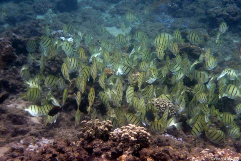 Maui 135- Honolua Bay 4