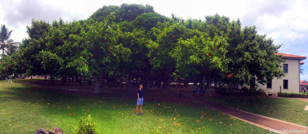 Maui 20- Lahaina, Banyan Tree 2