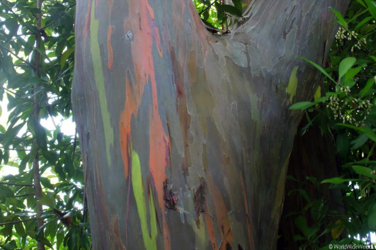 Maui 240- Road To Hana, Regenbogen Eucalyptus 9