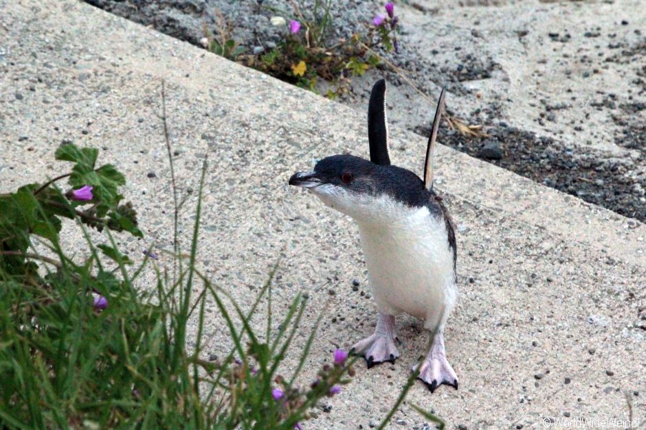 Neuseeland Südinsel, Oamaru Penguin