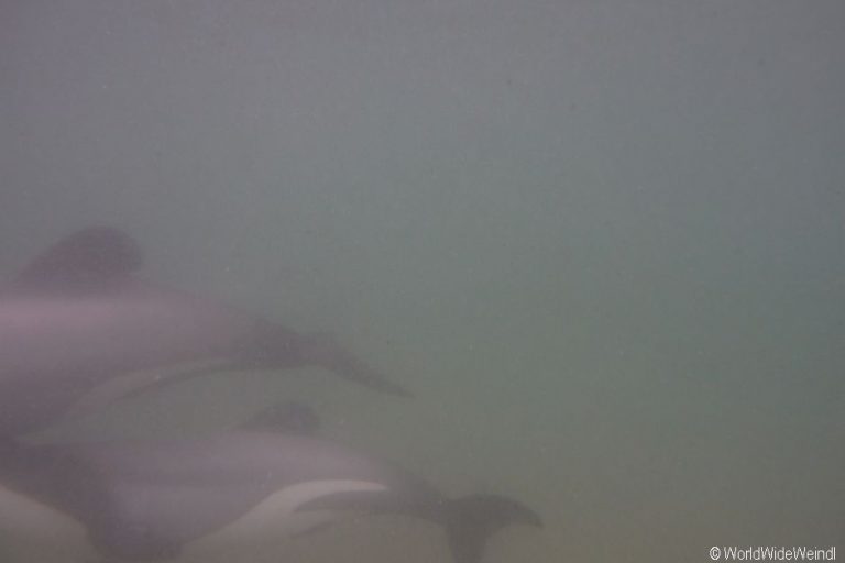 Neuseeland Südinsel, Curio Bay Dolphins