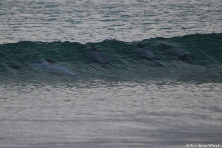 Neuseeland Südinsel, Curio Bay Dolphins