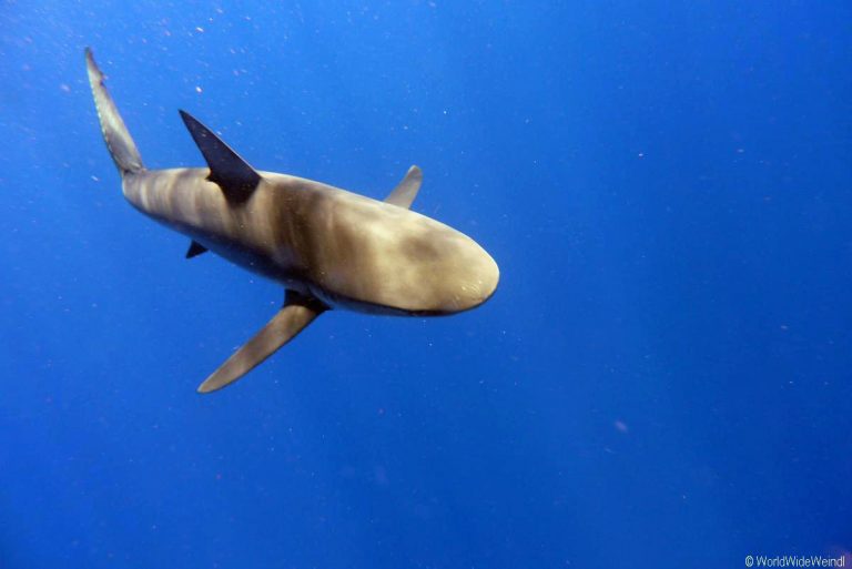 Oahu 235- Shark Encounters 06