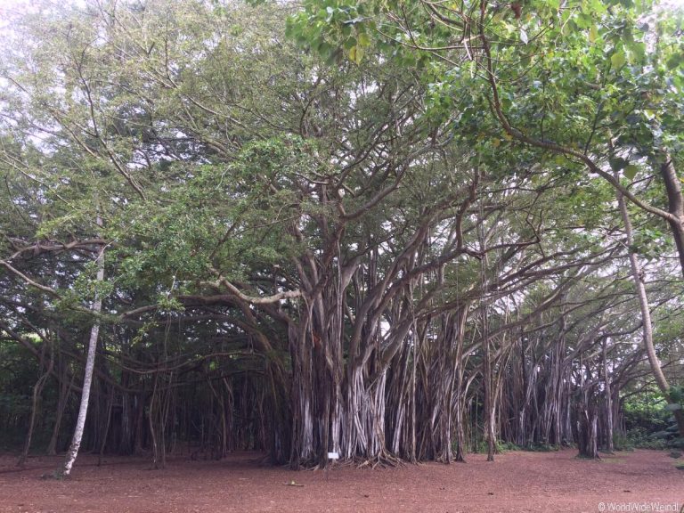 Oahu 355- Kawela Bay, Banyan Tree 1