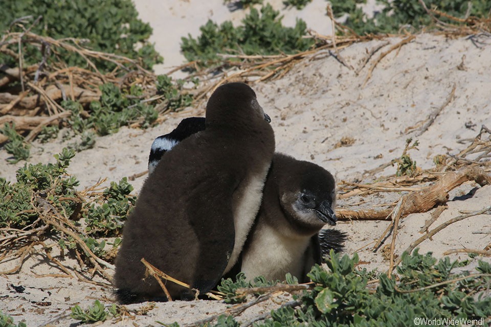 Pinguine in Südafrika aus der Nähe beobachten