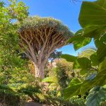 Spanien, Teneriffa_246_La Orotava