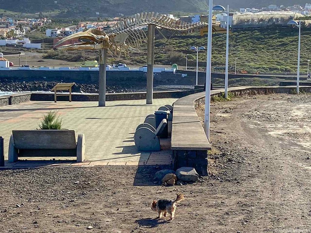 Teneriffa Süden: Walskelett beim Naturschwimmbecken Charco Los Chochos