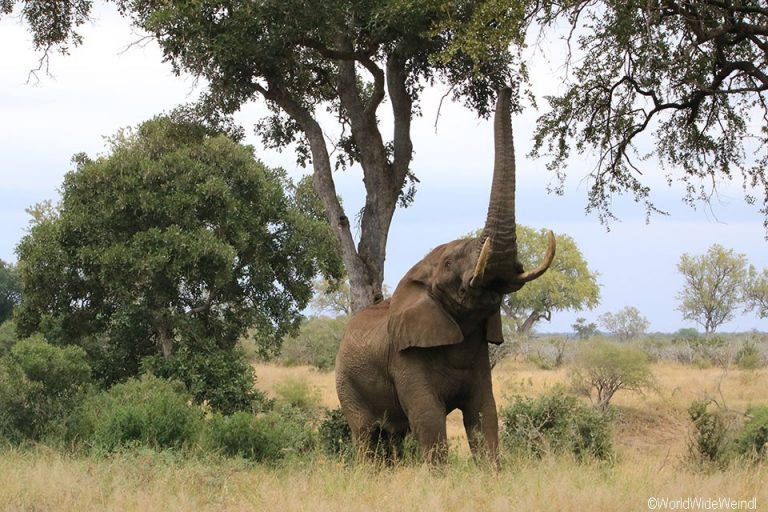 Südafrika 1040- Kruger-Nationalpark Elefant