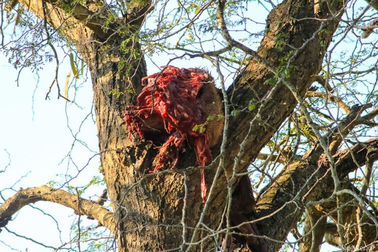 Südafrika 1140- Kruger-Nationalpark Beute