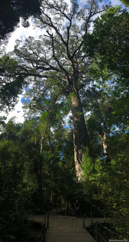 Südafrika 1387- Storm River Valley, Big Tree