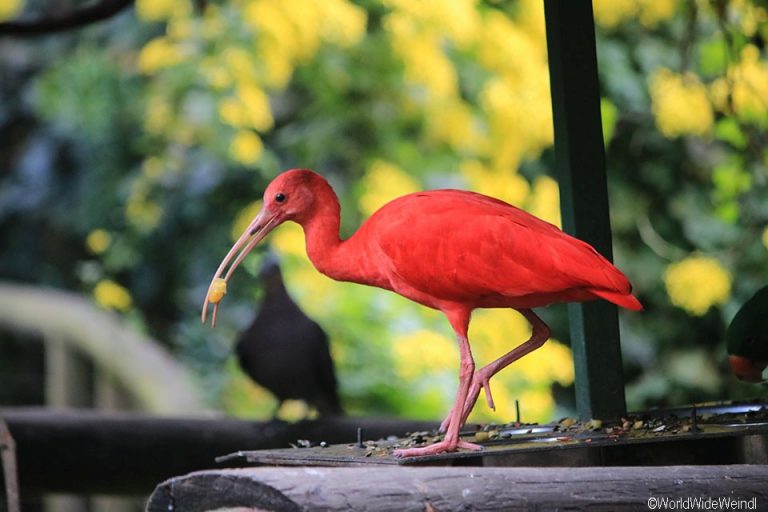 Südafrika 1440- Birds Of Eden