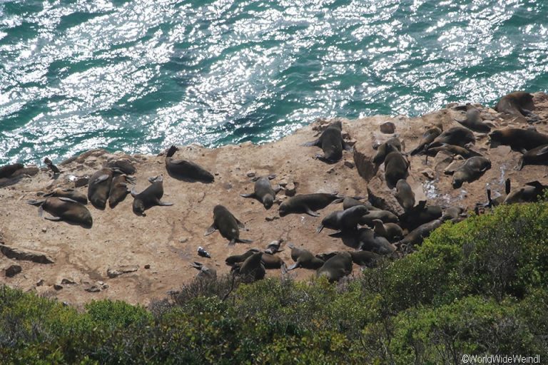 Südafrika 1562- Robberg Nature Reserve