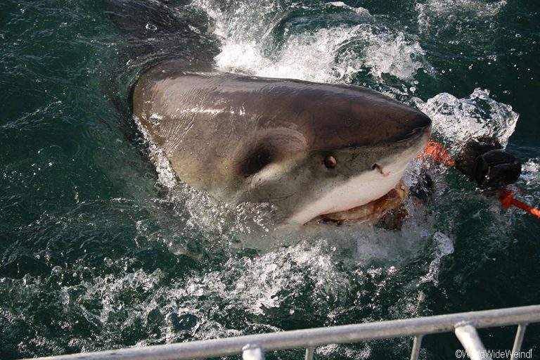 Südafrika 1725- White Shark Africa Weißer Hai