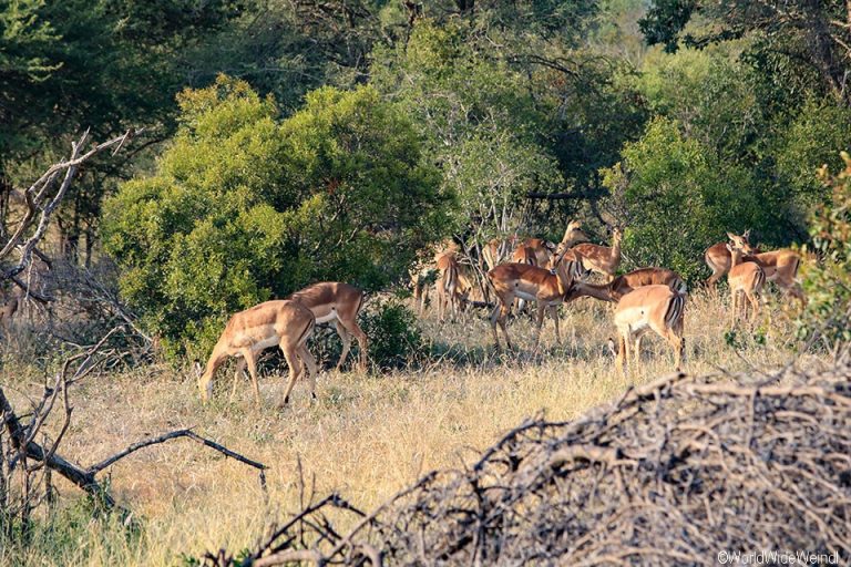 Südafrika 425- Kruger-Nationalpark Buschbock