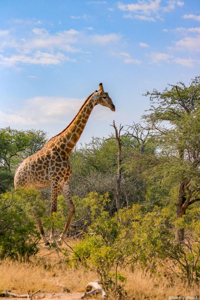 Südafrika 455- Kruger-Nationalpark Giraffe