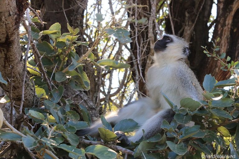 Südafrika 480- Kruger-Nationalpark Grünmeerkatze