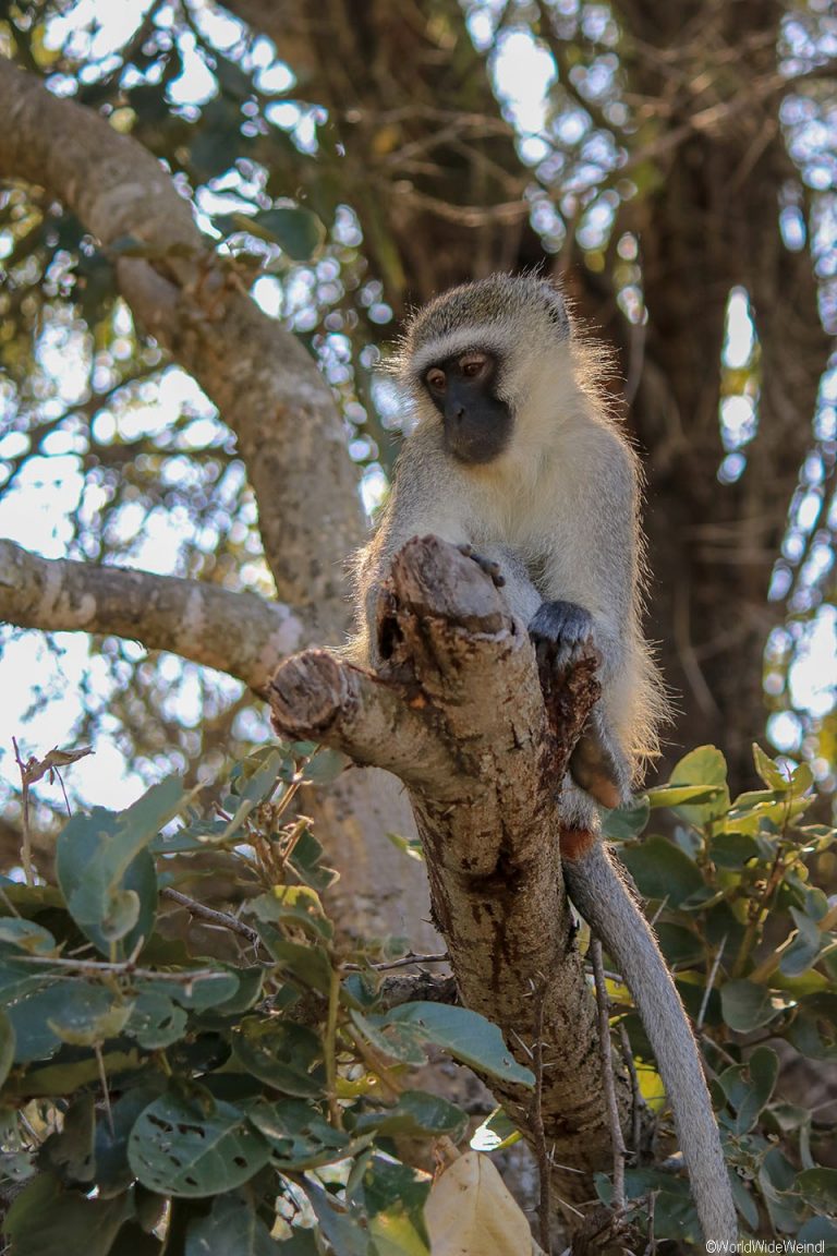 Südafrika 485- Kruger-Nationalpark Grünmeerkatze