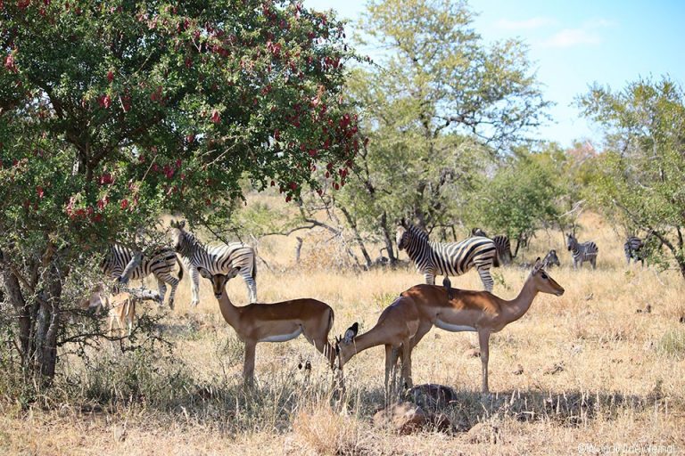 Südafrika 540- Kruger-Nationalpark Zebra