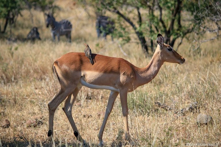 Südafrika 545- Kruger-Nationalpark Bock
