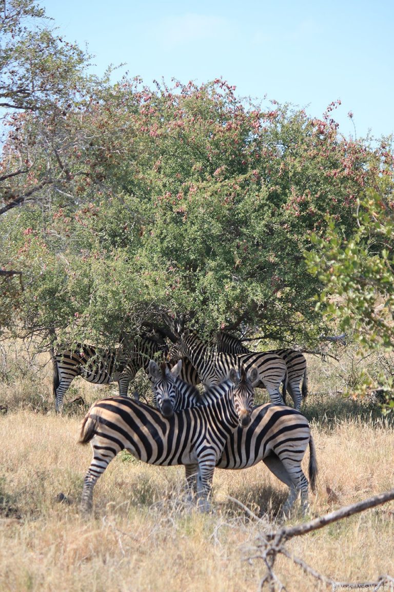 Südafrika 565- Kruger-Nationalpark Zebra