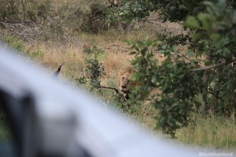 Südafrika 955- Kruger-Nationalpark Löwe