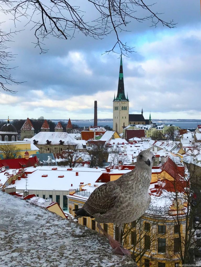 Tallinn 170- Altstadt Tallinn