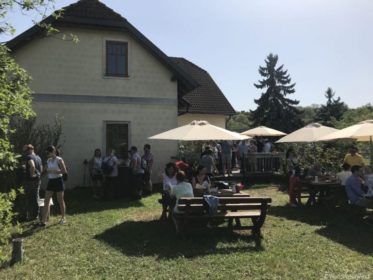 Traisental und Langenlois 2018140- Weingut Rabl Weinfrühling