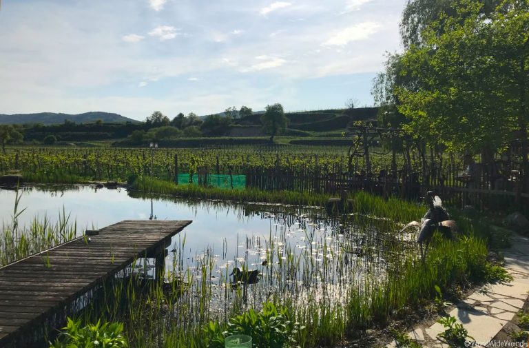 Weingut Schöller, WeinfrühlingTraisental und Langenlois 201870- Schöller