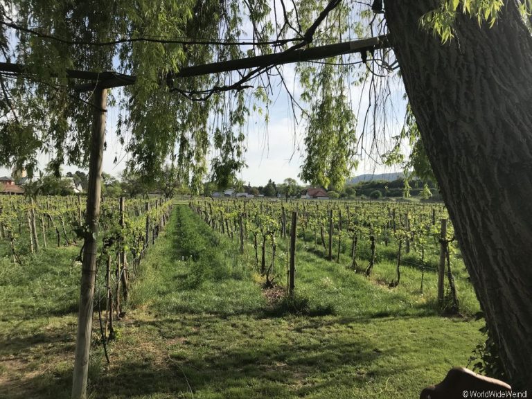 Weingut Schöller, WeinfrühlingTraisental und Langenlois 201885- Schöller