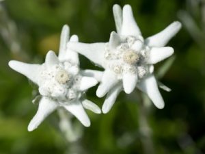 Edelweiss bloem