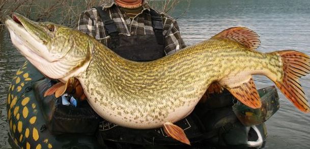 HJORTHÅLANDAMMENS FISKEVÅRDSOMRÅDESFÖRENING