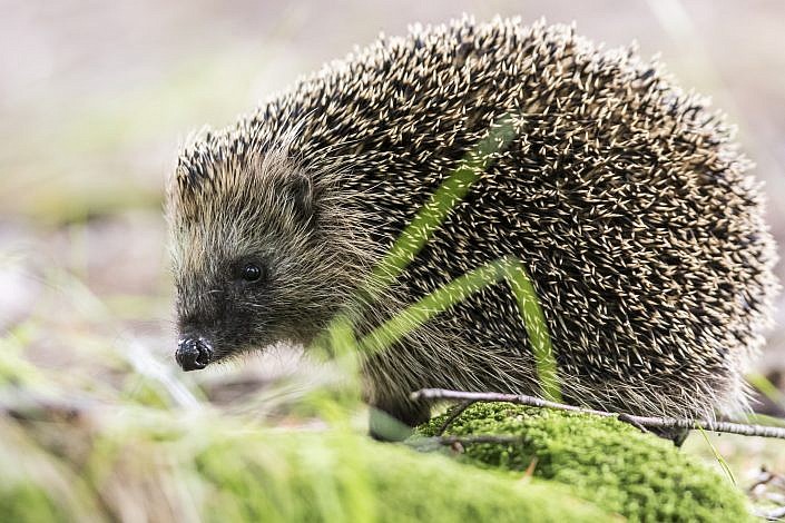 Hedgehog