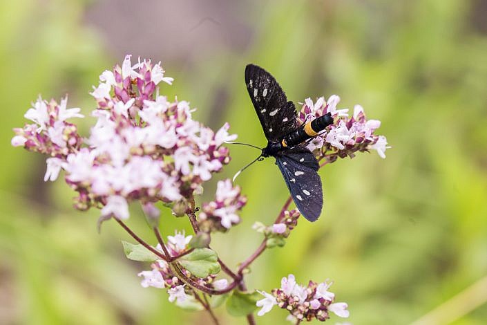 Insekt på blomst