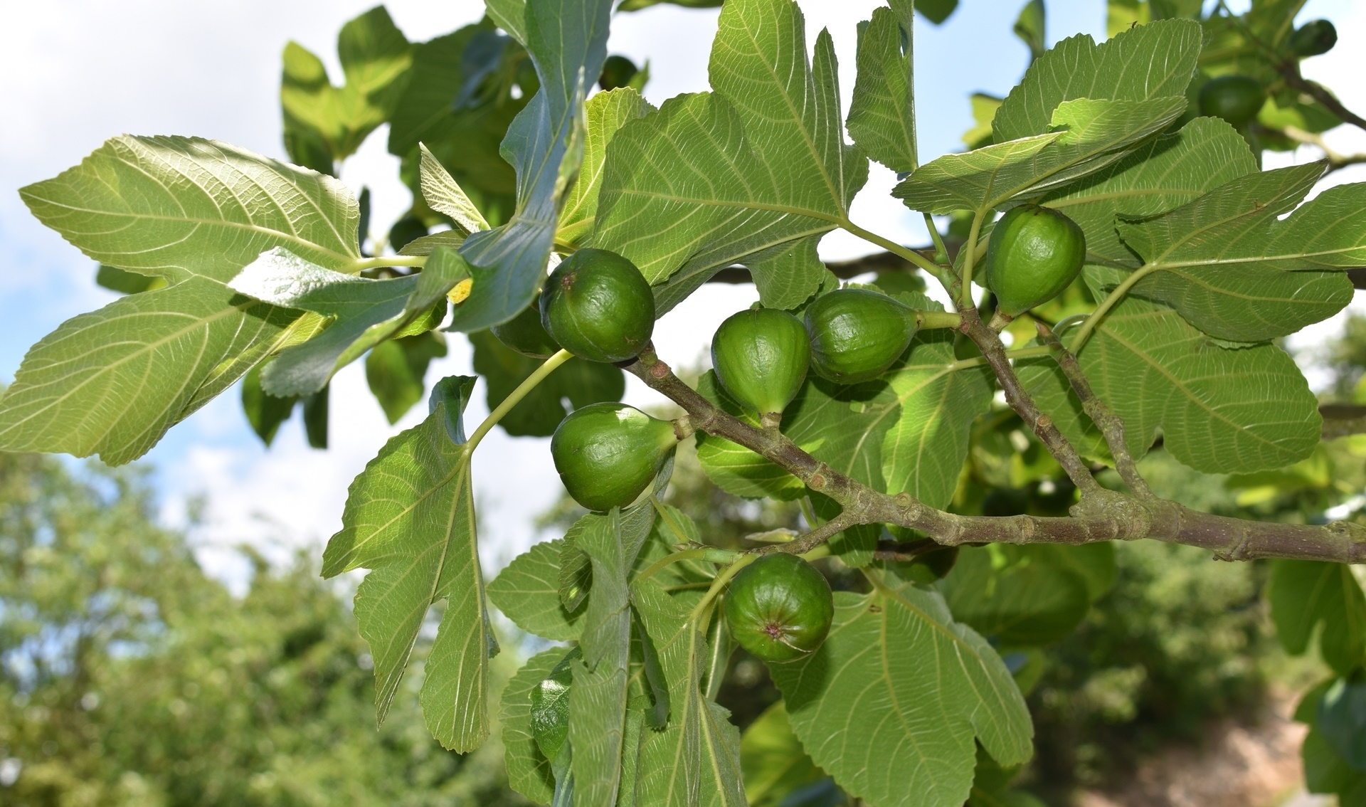 DES FIGUES EN AVRIL !