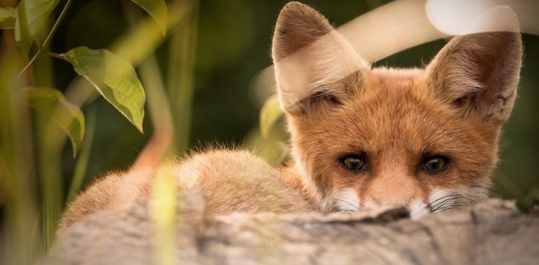 Lire la suite à propos de l’article REMÈDE ANTI-RENARDS !