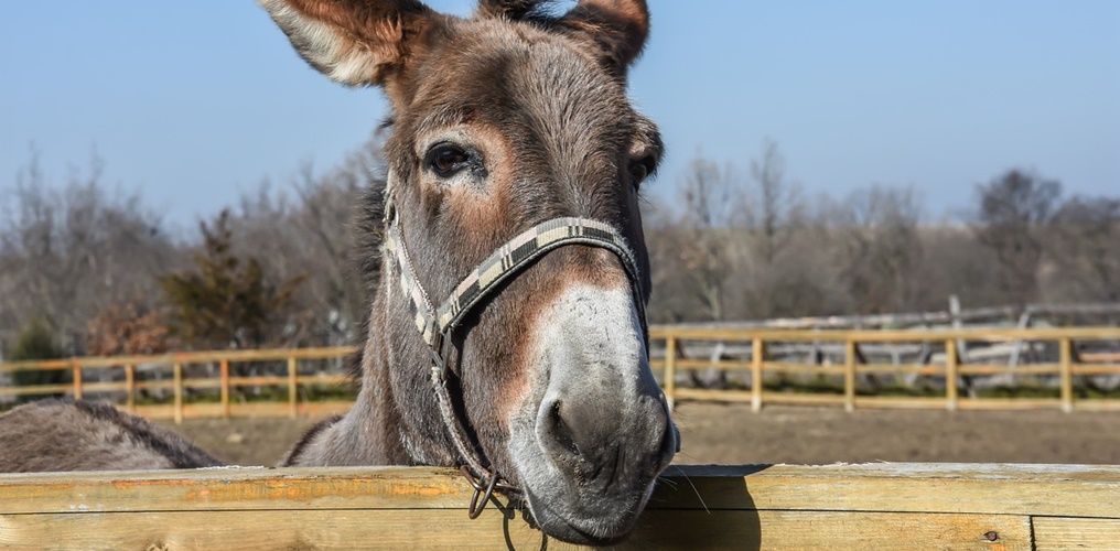 TÊTE DE MULE !