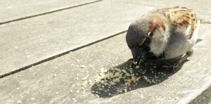 Lire la suite à propos de l’article DRÔLES D’OISEAUX !