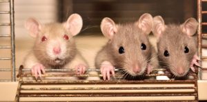 Lire la suite à propos de l’article DANS LE TROU À RATS !