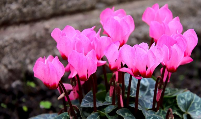 Lire la suite à propos de l’article HISTOIRE D’UN POT DE FLEURS !