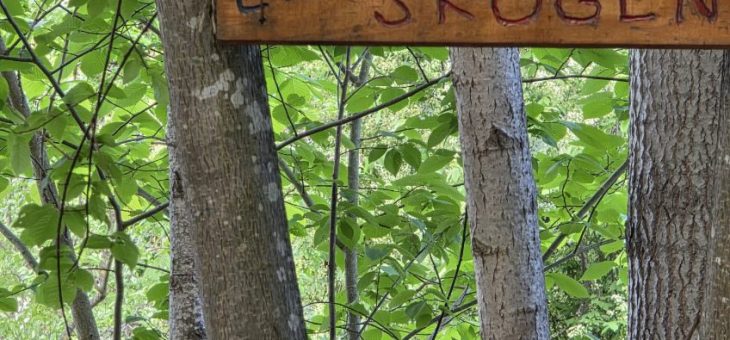 Nyfikenhet väcks i lillskogen